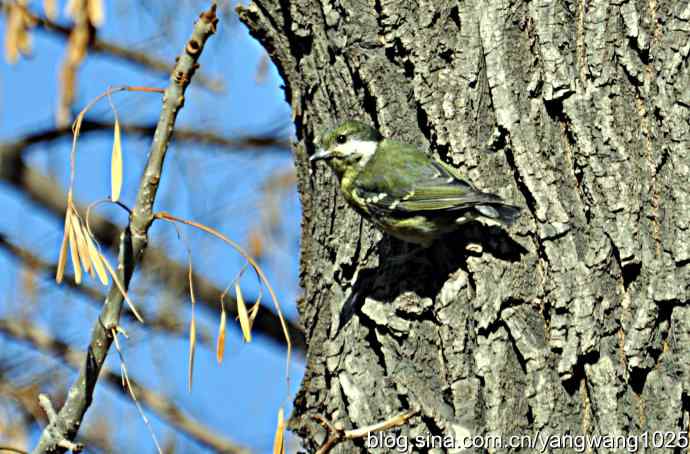 吃松子的小鸟 吃松子的小鸟
