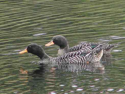 欣赏：美丽的钻水鸭2