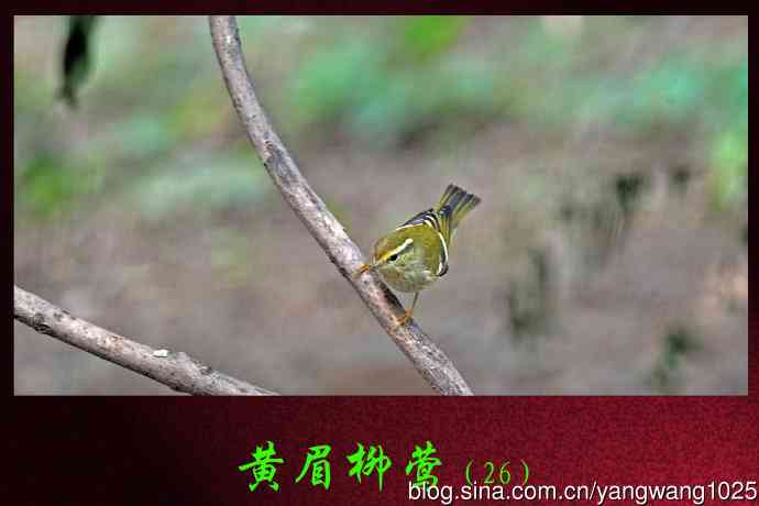 黄眉柳莺（26）