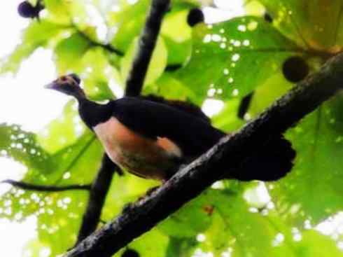 奇特的盔：苏拉冢雉