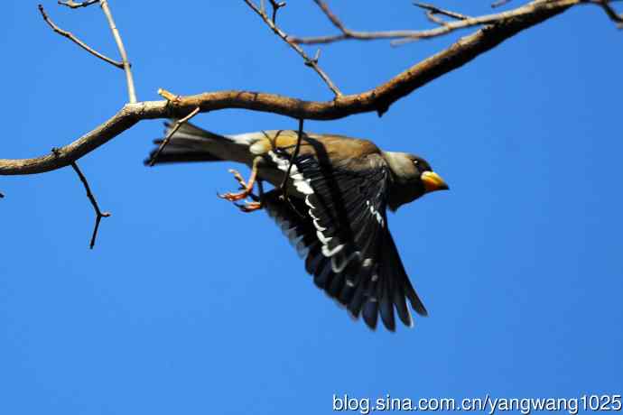 黑尾蜡嘴雀 wbr2