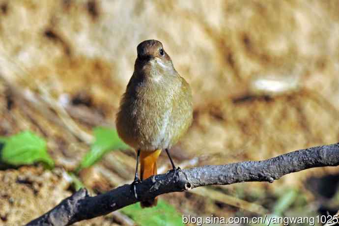 雌性北红尾鸲（1）