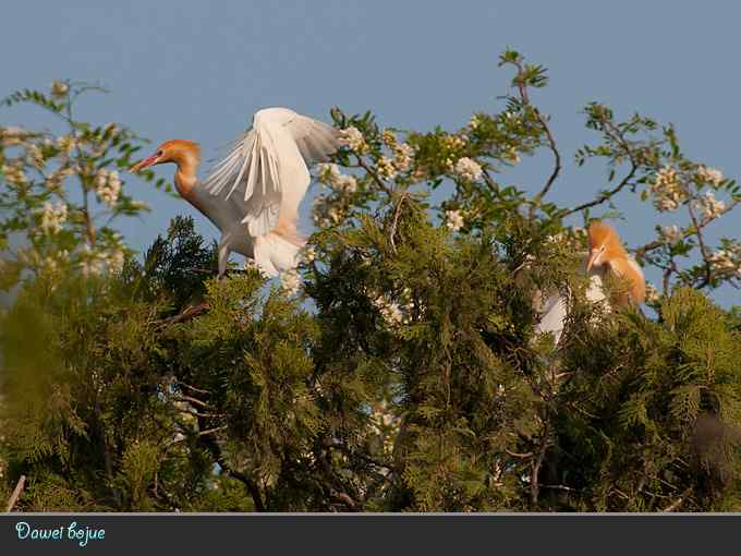 夕阳下的牛背鹭