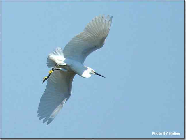 蓝天作秀的鹭鸶