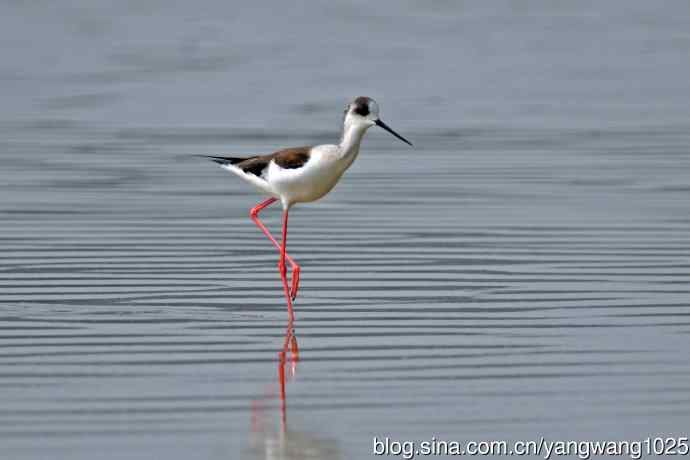 黑翅长脚鹬（7）
