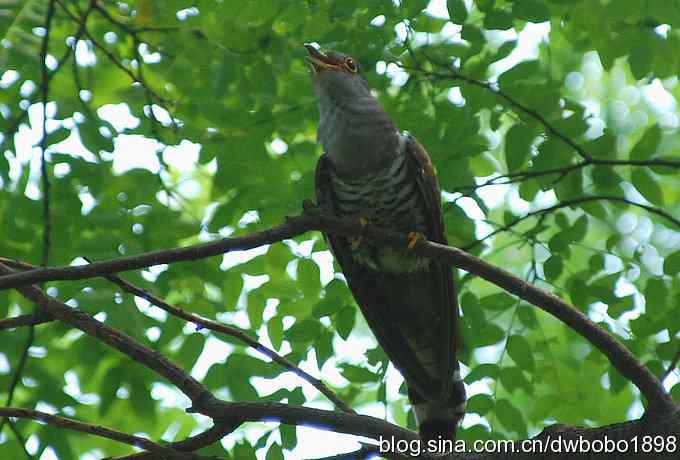 夏日欢鸣的四声杜鹃