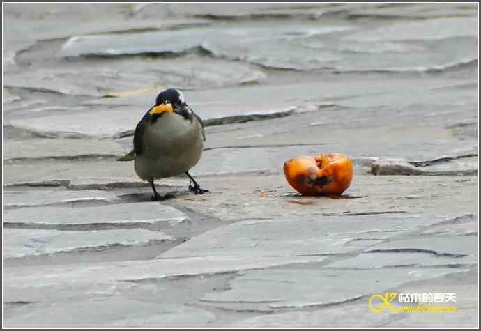 鈥溗啄疋澃淄佛恰菊掌