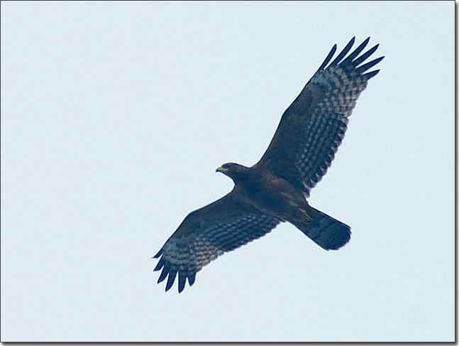 望京楼主峰雾蒙蒙续拍猛禽