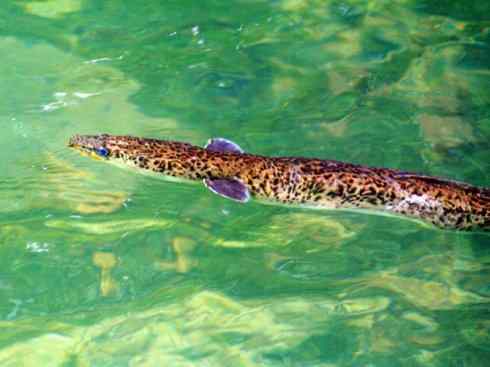 自然奇观：动物大迁徙(鳗鱼)