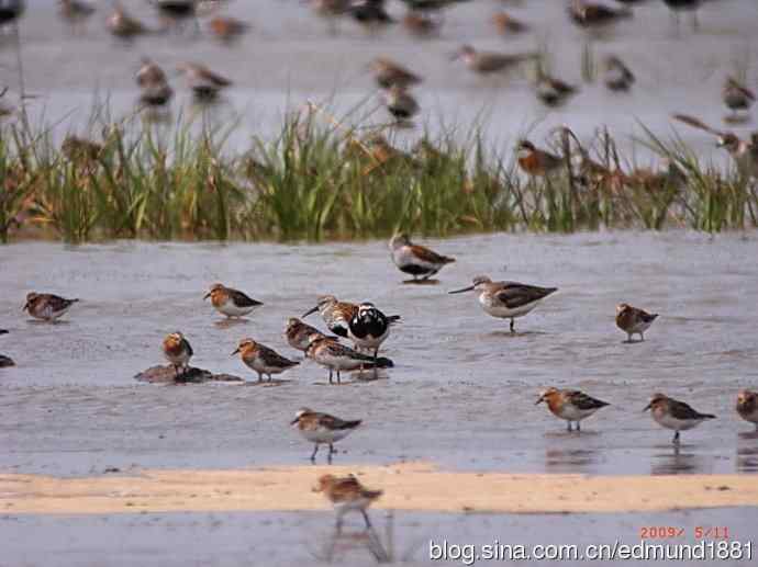 处女下海   施华望远鏡SW80HD打鸟
