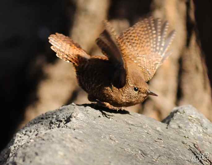 北京植物园&nbsp;wbr路&nbsp;wbr鹪（jiao）鹩（liao）
