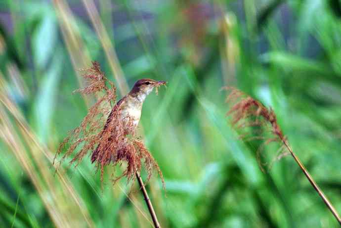 东方大苇莺（2）