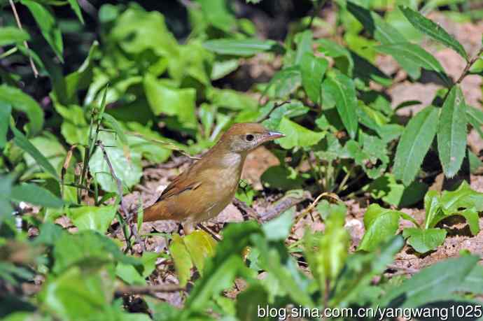 厚嘴苇莺(1) 厚嘴苇莺(1)