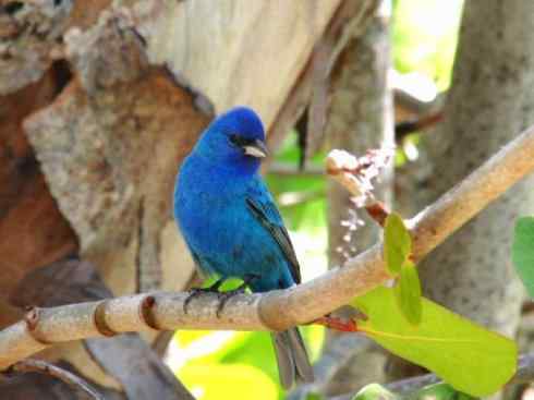 美丽无罪：雀鸟之彩鹀