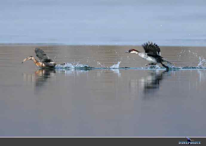 弱肉强食：白秋沙追抢小 wbr口中夺鱼