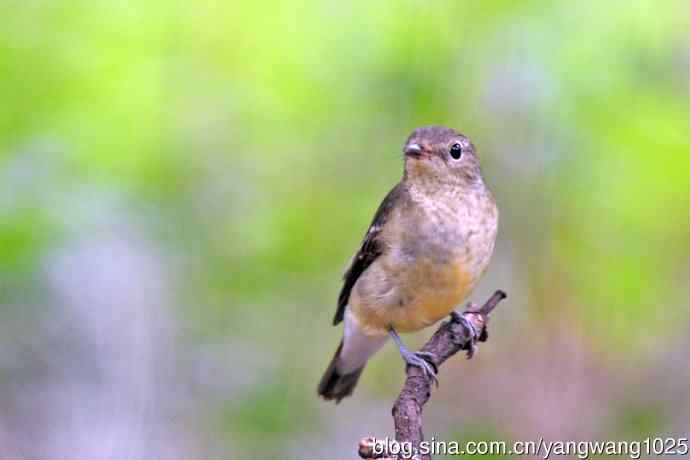 雌性白眉姬鹟（16）