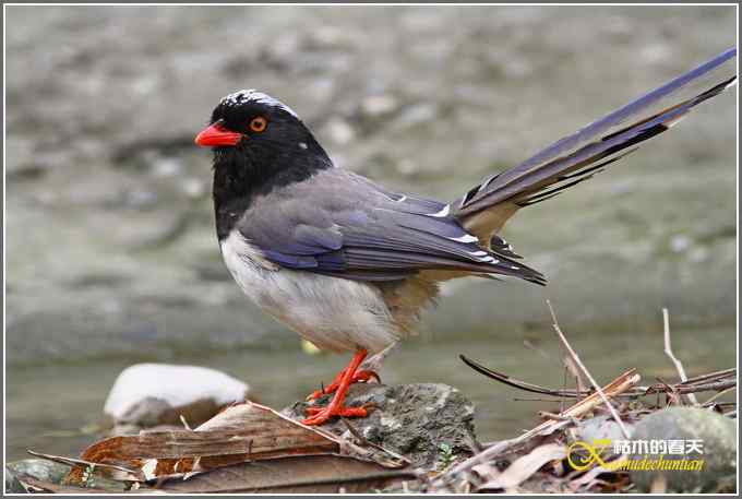 红嘴蓝雀一组【照片】