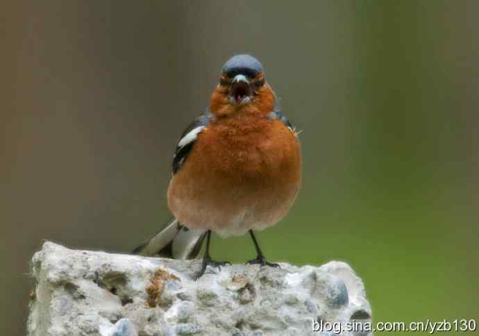 苍头燕雀标准像（组图，12张图片）
