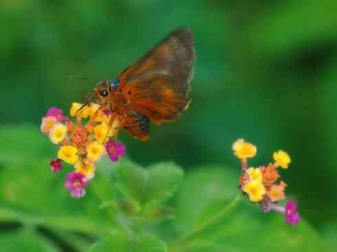自然奇观：动物大迁徙(帝王蝶）