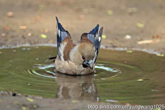 洗浴中的锡嘴雀（1）