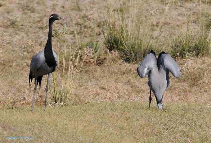 达里诺尔湖的蓑羽鹤