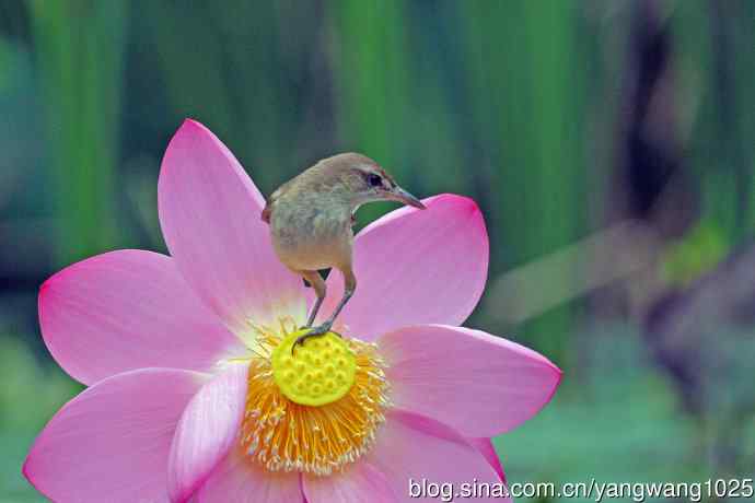 东方大苇莺与荷花（8）