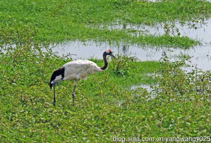 北京麋鹿苑的鸟类——悠闲的丹顶鹤