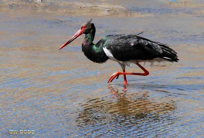十渡观赏黑鹳捕鱼