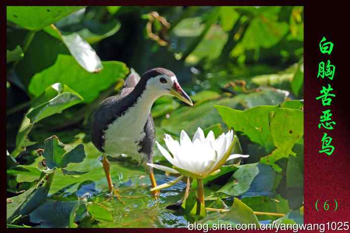 白胸苦恶鸟（6）