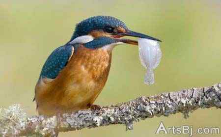 超级翠鸟:比目鱼、虾、牡蛎、虾虎鱼、胭脂鱼和小黑鲈我都爱吃