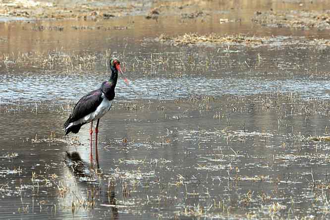黑鹳很绚丽 后果很斑斓