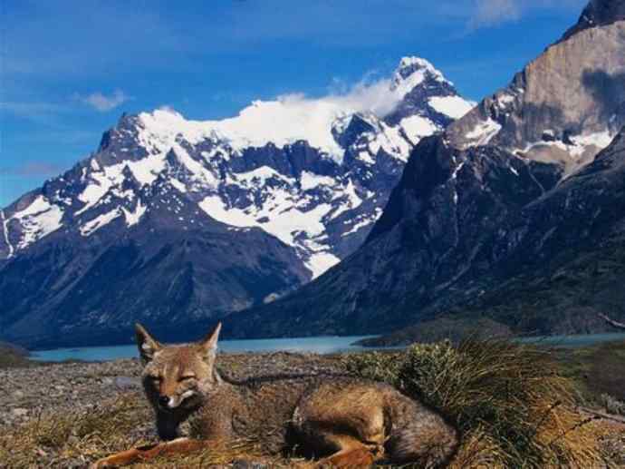 犬科：狐亚科伪狐属之阿根廷狐、山狐、达尔文狐