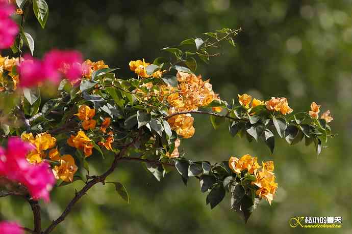 我的“太阳”——厦门拍“叉尾太阳鸟”