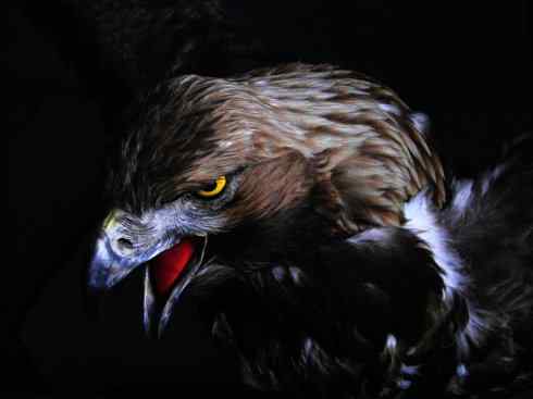 家禽驯化之源之六