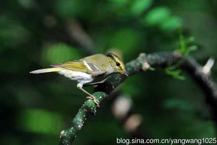 黄腰柳莺(4) 黄腰柳莺(4)