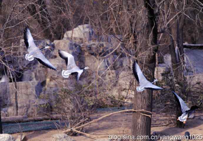 北京动物园的鸟类——斑头雁（抓拍）8