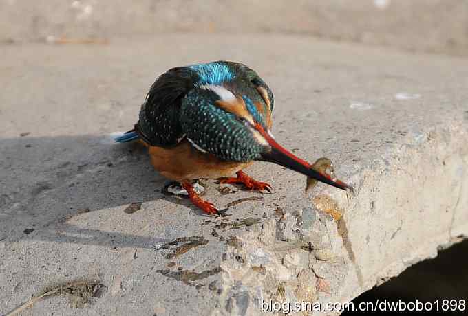 新年第一炮：小翠抓虾