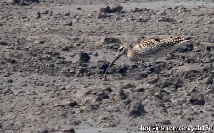 打到一只杓鹬，高兴ing鈥︹Γㄗ橥迹