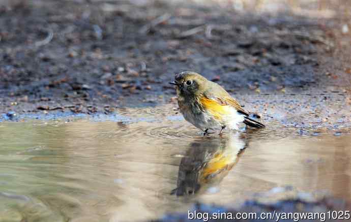 浴（雌性红胁蓝尾鸲）