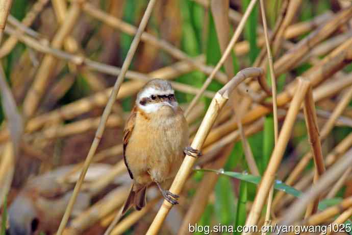 中华攀雀(3) 中华攀雀(3)