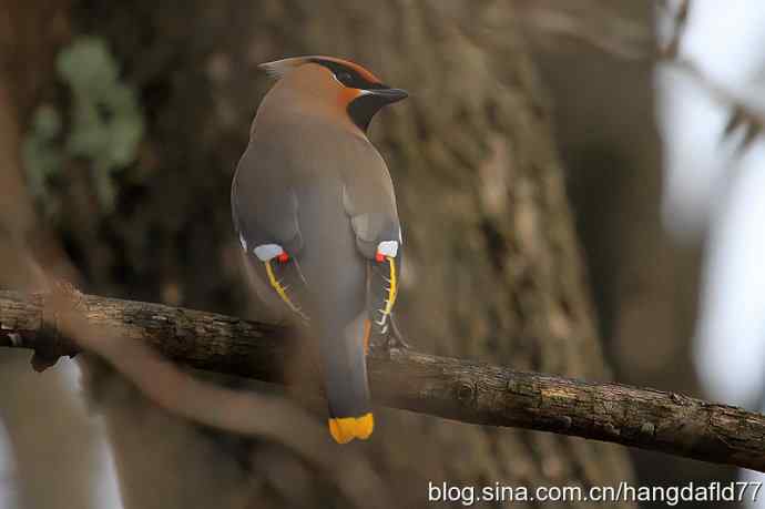 波希米亚太平鸟
