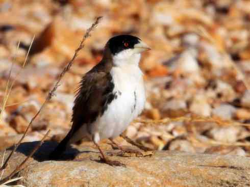 美丽无罪：雀鸟之寡妇鸟