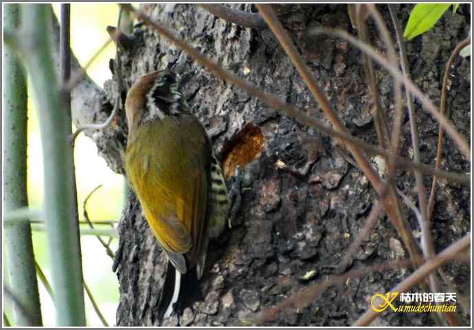 RP？鸟运？【照片】