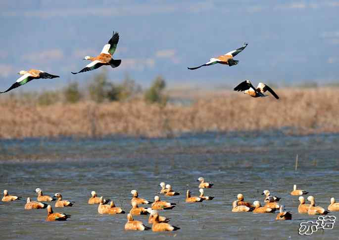 官厅水库&nbsp;wbr路&nbsp;wbr飞行的鸟儿