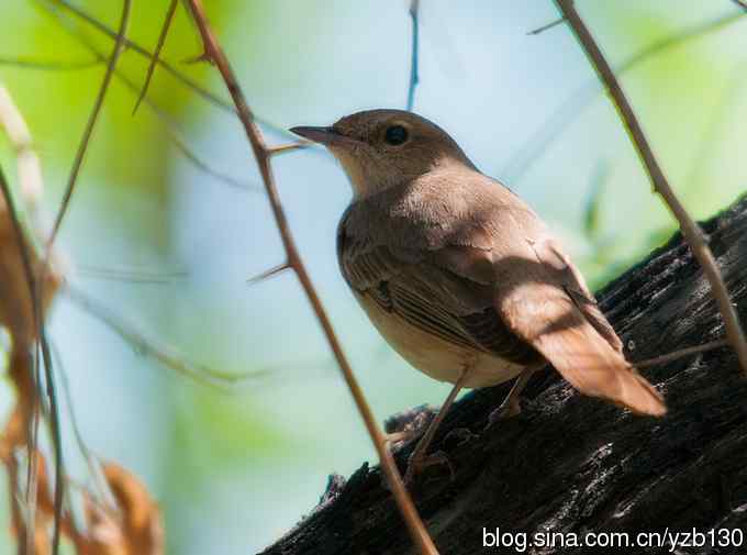 叫声甚悦耳的新疆特有鸟（组图，5张图片）