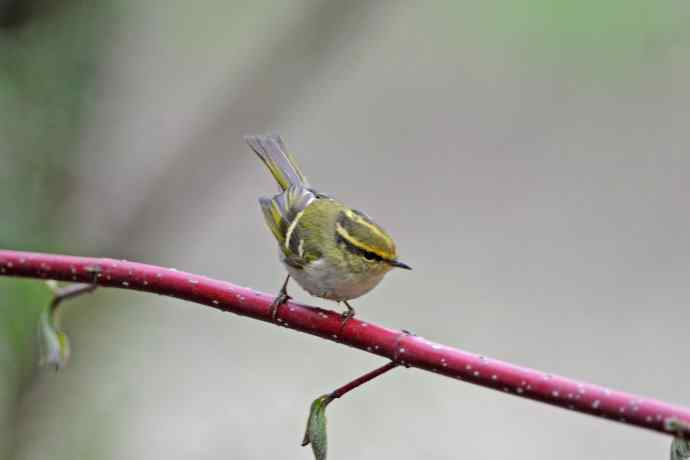 黄腰柳莺（25）