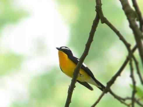 美丽无罪：雀鸟之姬鹟