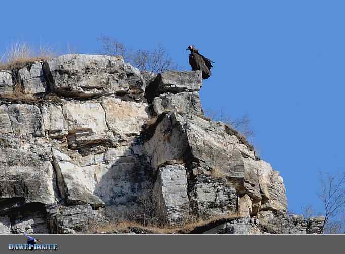 十渡秃鹫 wbr兀立山巅