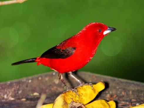 极品红色鸟类：巴西仲嘴雀