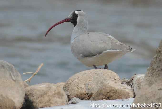 鸟友再聚白河湾 鸟友再聚白河湾